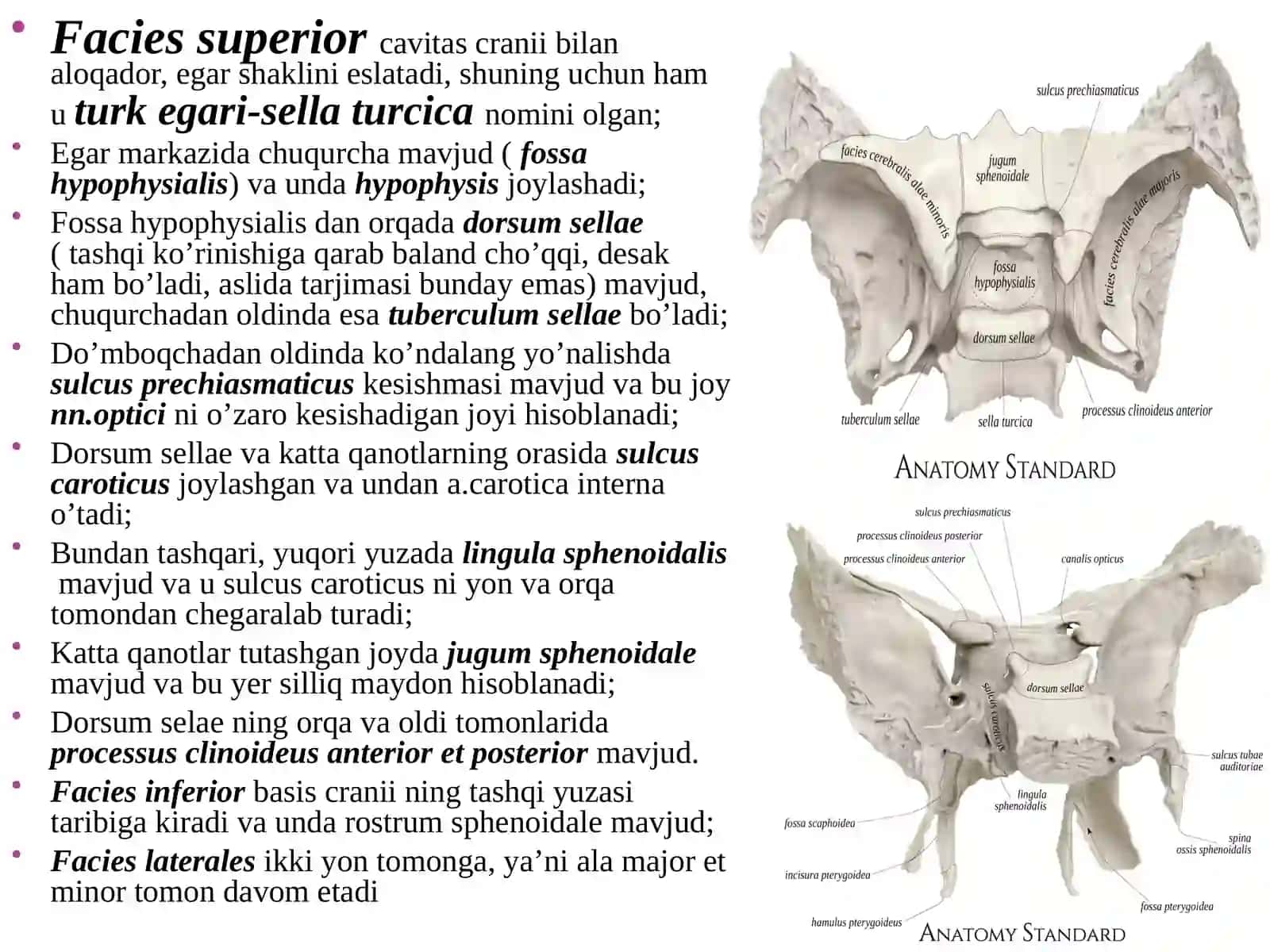 Boshsuyaklari ossphenoidale, os temporale 4