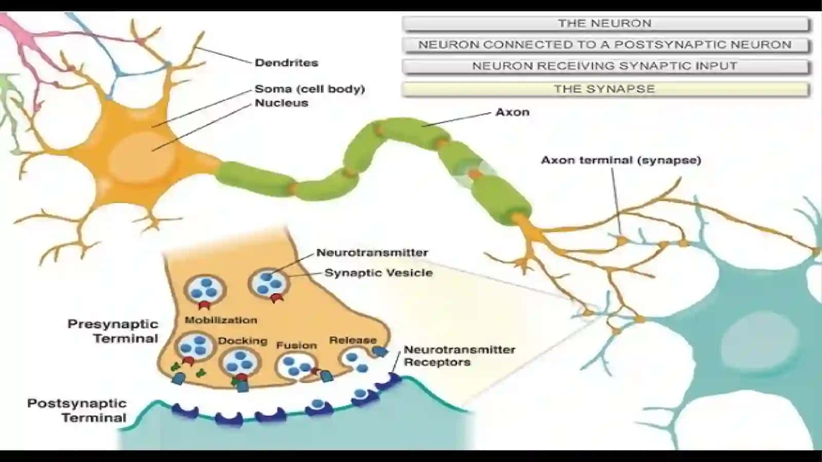 Sinaps mediatorlarining umumiy tasnifi 4