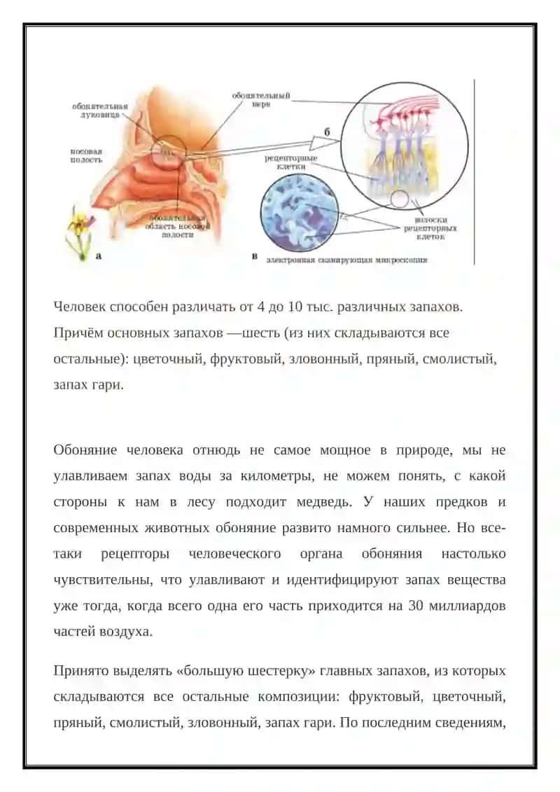 Вкусовой анализатор 4