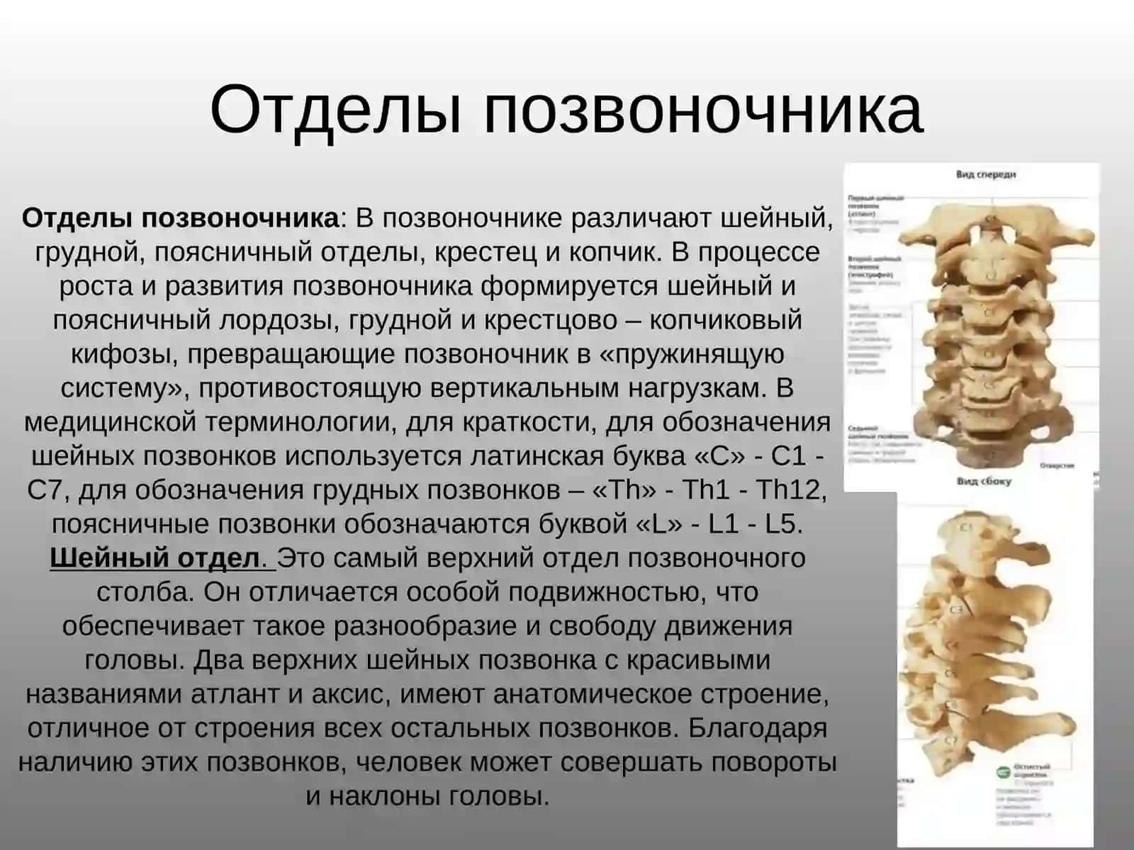 Позвоночник 4