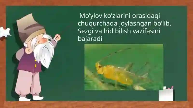 HASHAROTLAR BOSHBO'LIMINING TUZILISHI 4