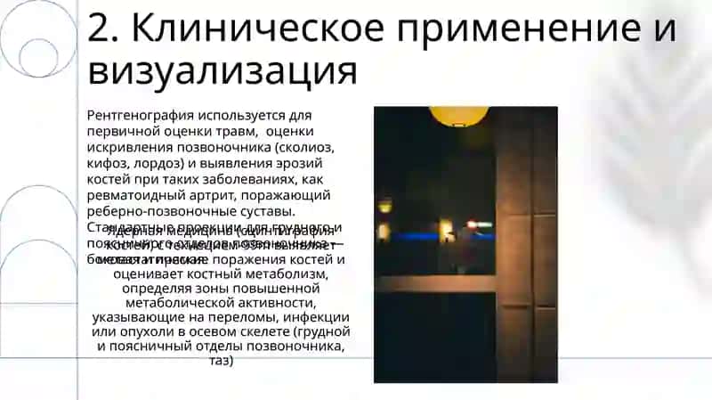 Скелет туловища 4