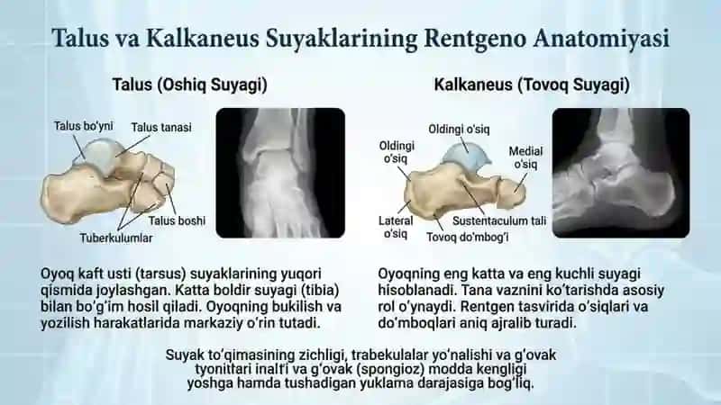 Oyoq suyaklarining rentgeno anatomiyasi 4