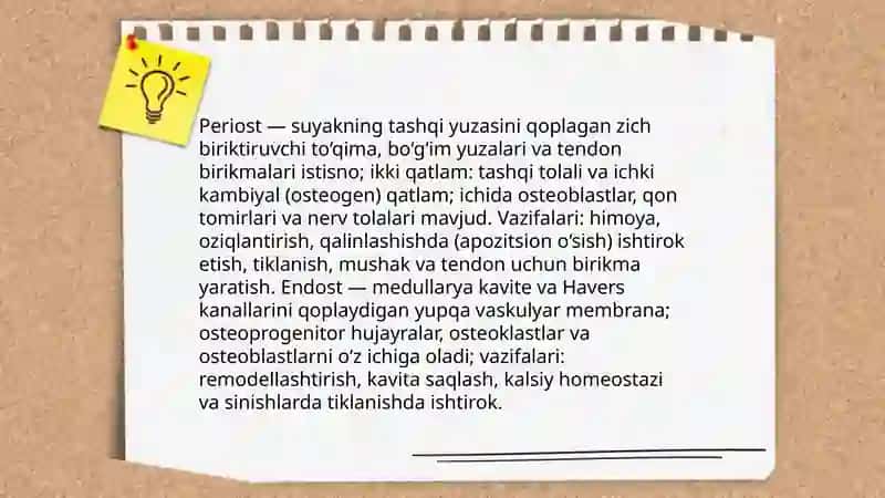 Suyaklarni tuzilishi 4