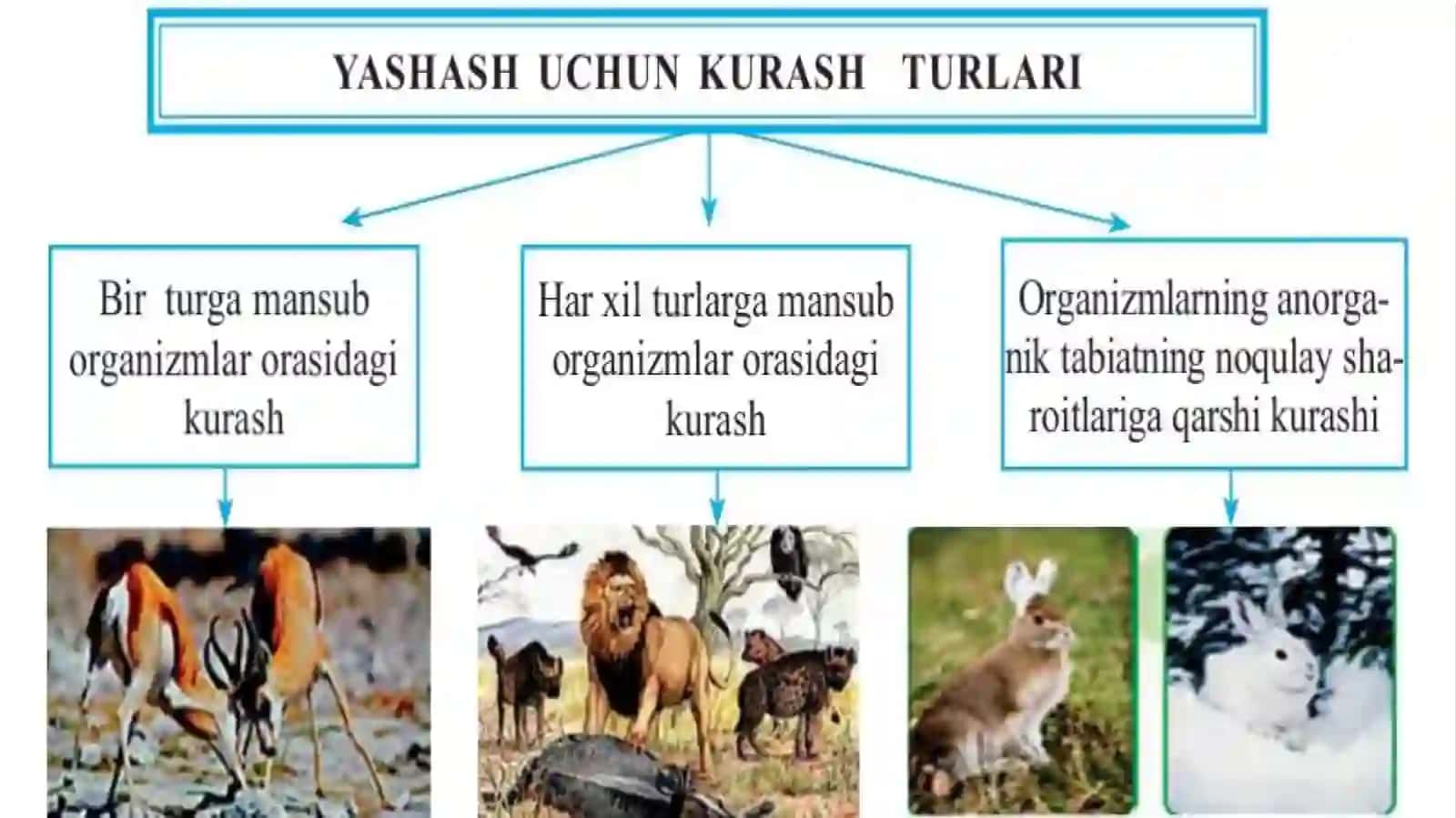 Yashash uchun kurash va ularning turlari 4