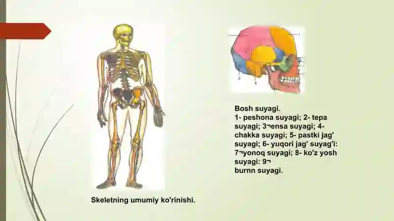 Skelet vauning boylamlari 4