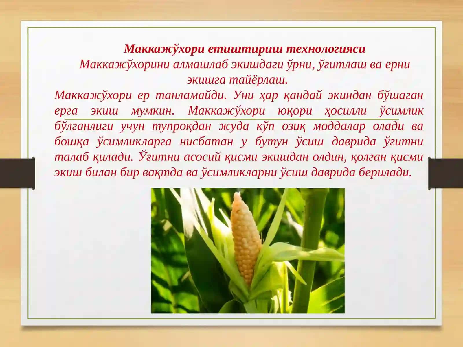 Маккажўхори етиштириш технологияси 4