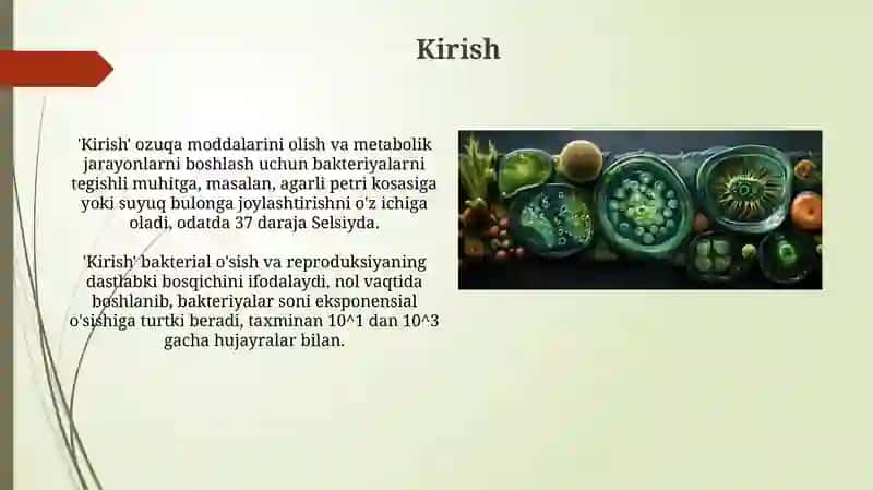 Bakteriyalarning Fiziologiyasi 4