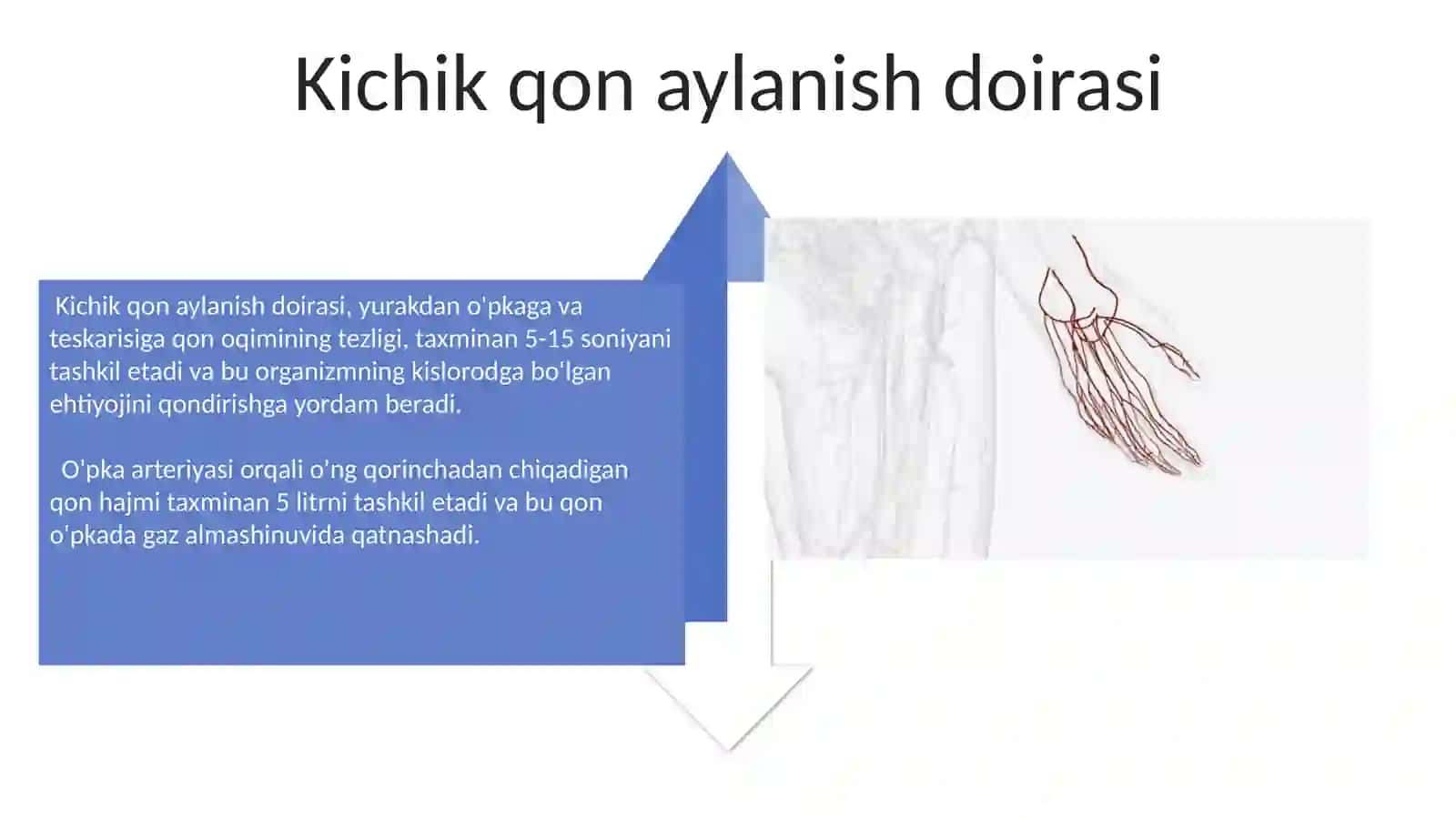 Qon tomir tizimi haqidagi ta'limot 4