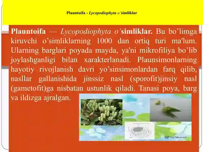Plauntoifa — Lycopodiophyta bo’limi 4