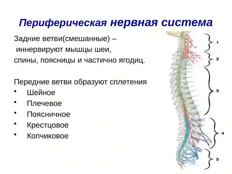 Периферическая нервная система 4