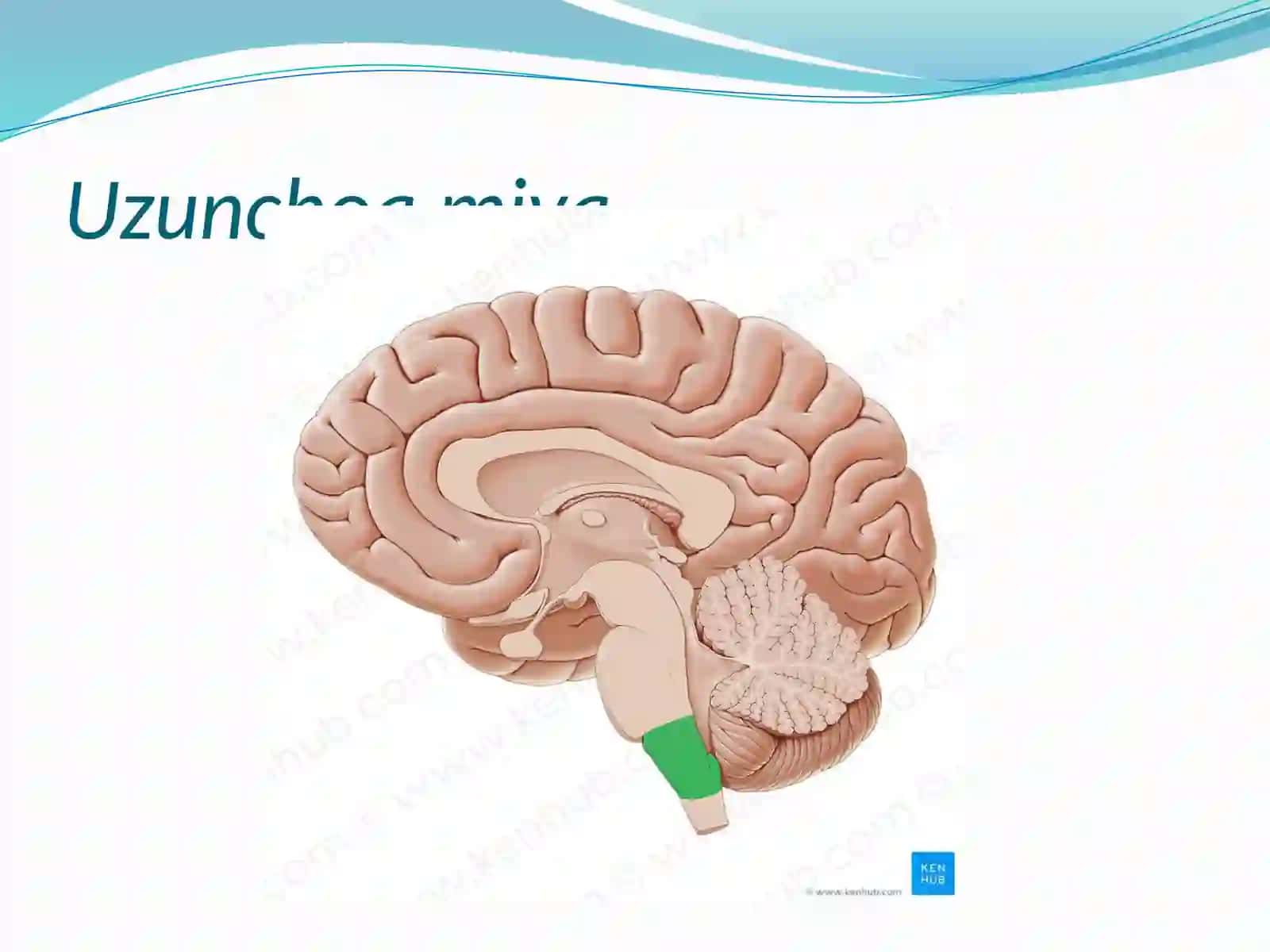Embrional rivojlanish jihatdan 4