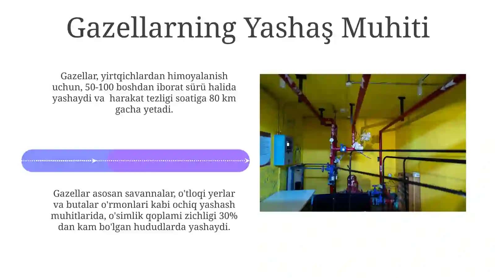 Tog'lardan Gazellar Oqimi 4