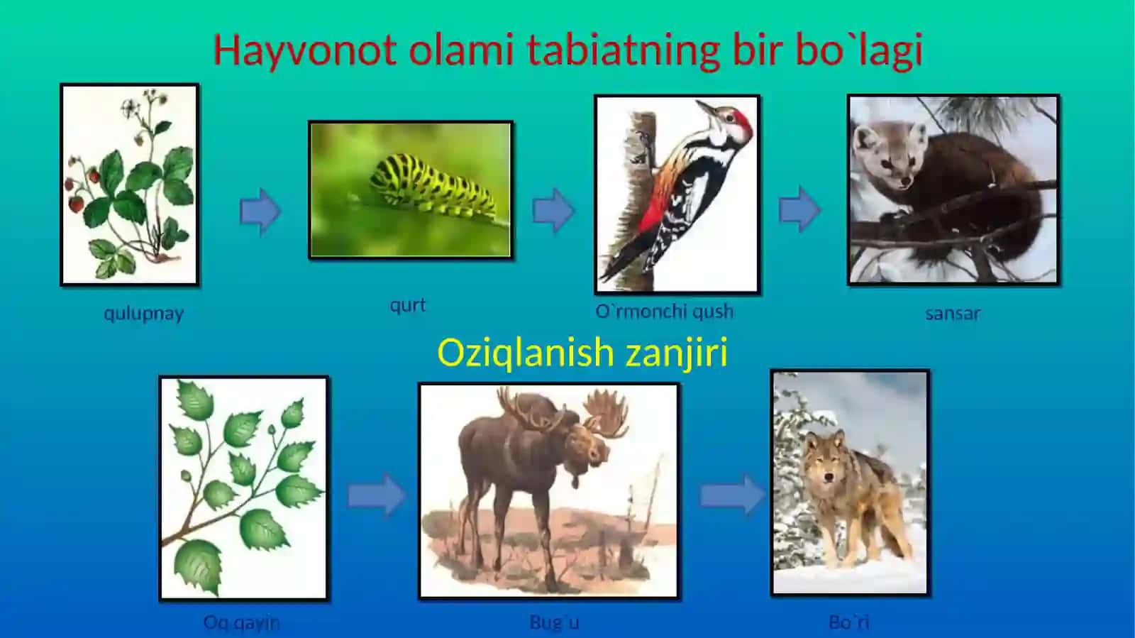 Hayvonot olamining xilma-xilligi 4