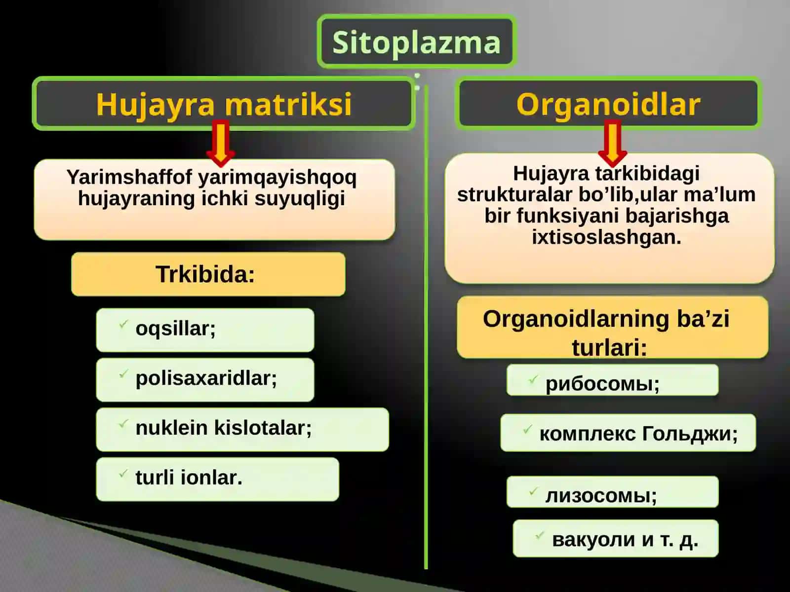 Sitoplazma va organoidlar 4