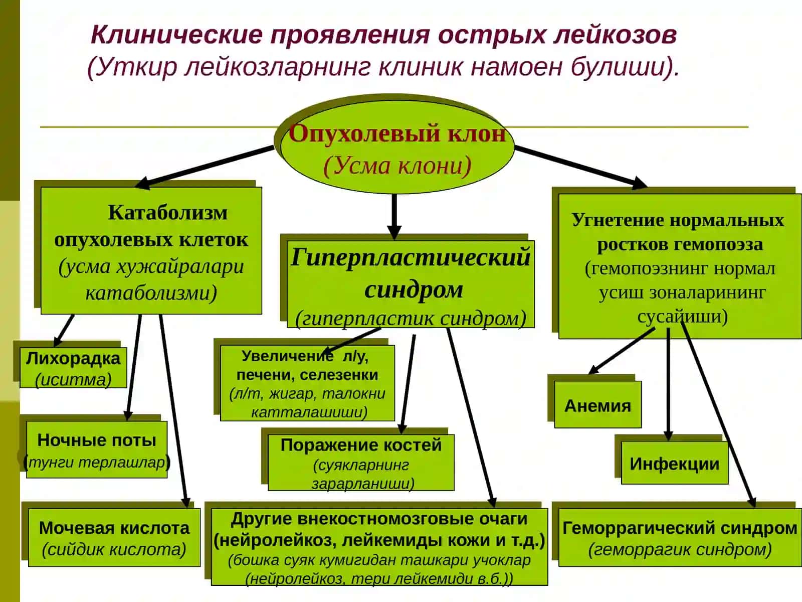 Острые лейкозы (Уткир лейкозлар) 4
