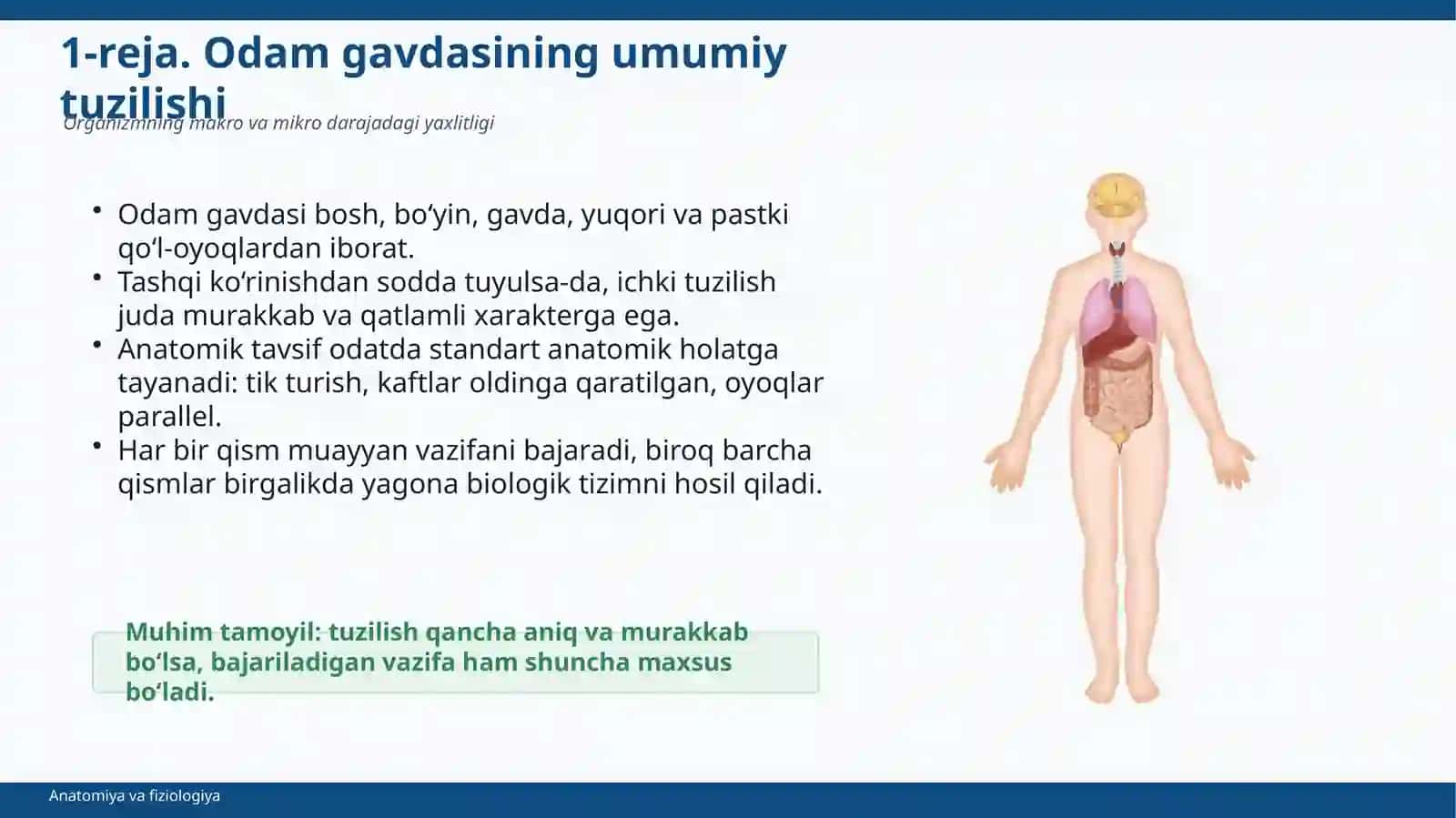Odam gavdasi to'g'risida 4