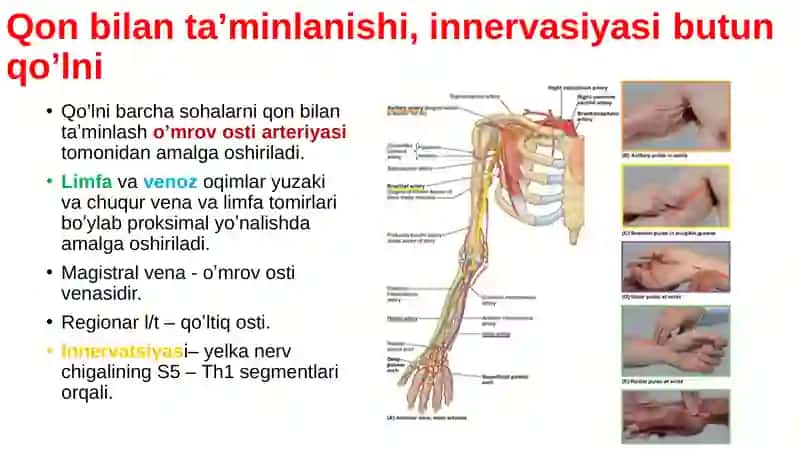 Qo‘lning topografik anatomiyasi. Yelka kamari: o‘mrov osti, deltasimon, qo‘ltiq osti va kurak sohalari. Yelkaning oldingi va orqa sohalari. Tirsakning oldingi va orqa sohalari, tirsak chuqurchasi topografik anatomiyasi. Tirsak bo‘g‘imi. 4