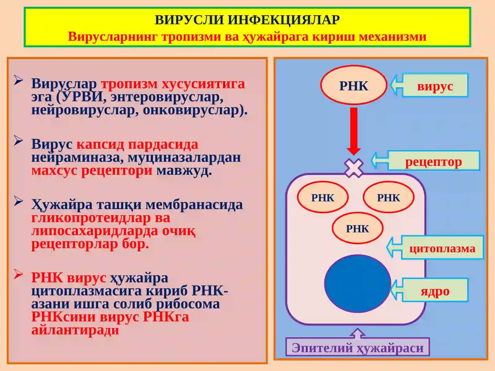 ИНФЕКЦИОН КАСАЛЛИКЛАР 4