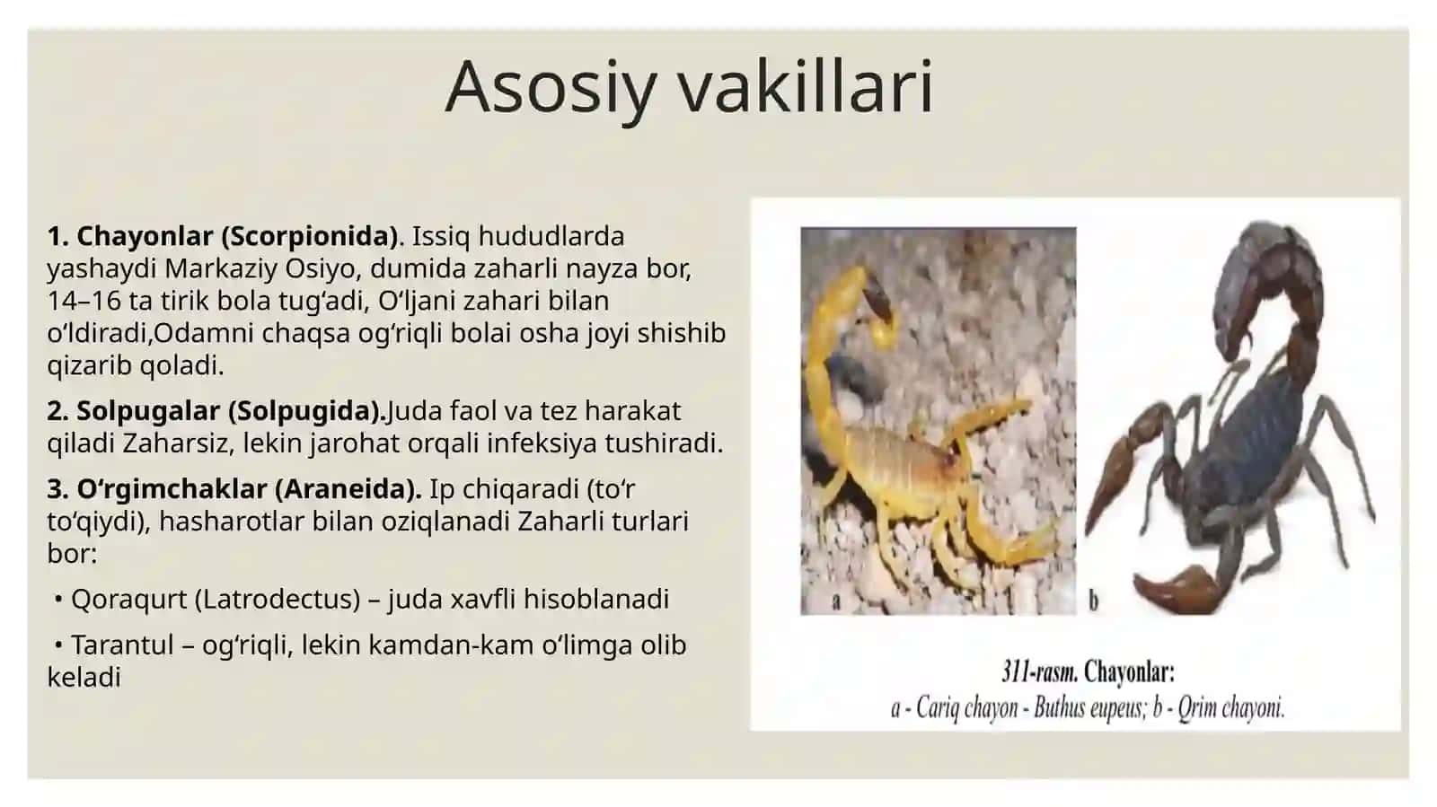 O’rgimchaksimonlar sinfi 4