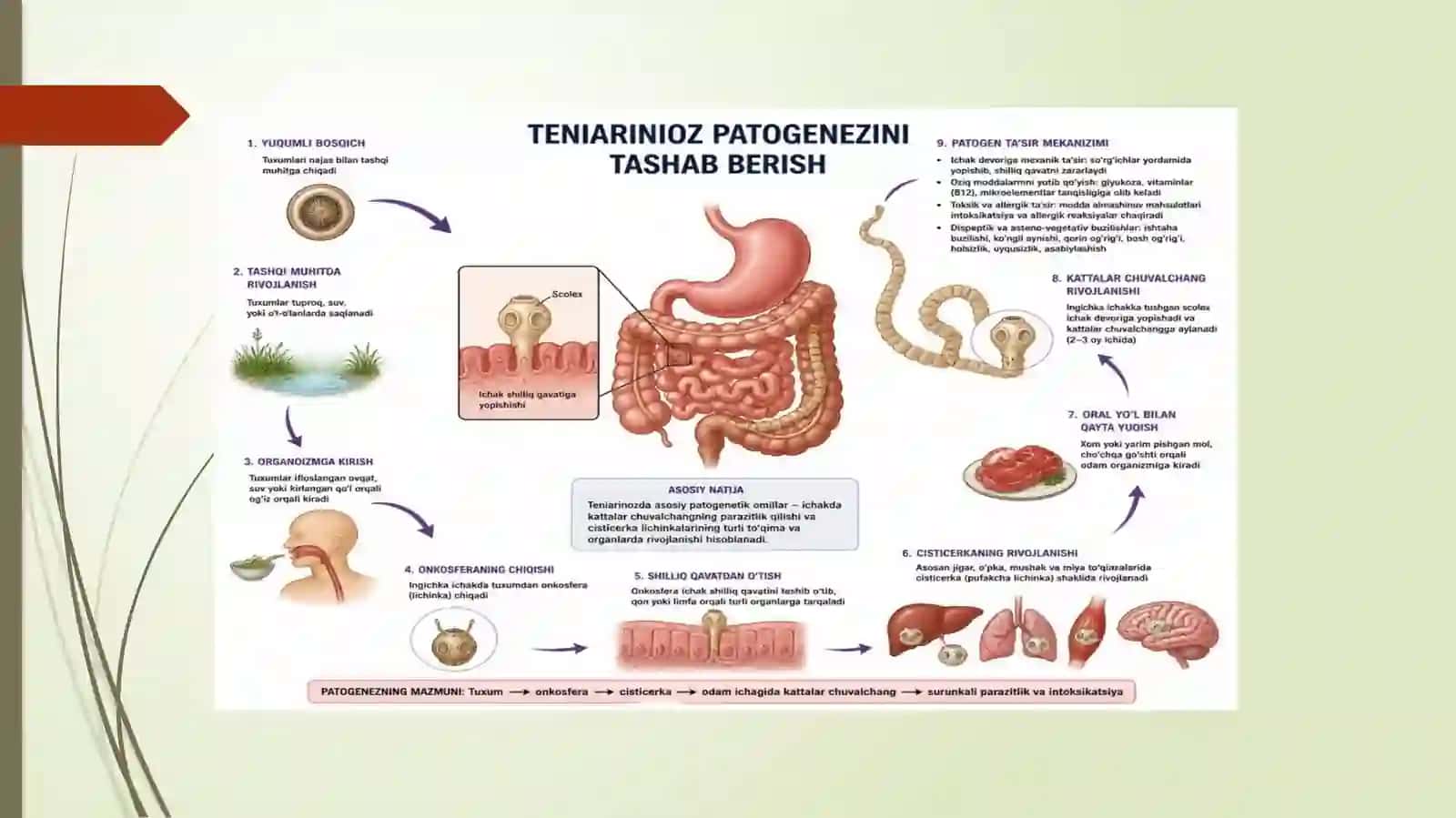 Teniarinoz 4