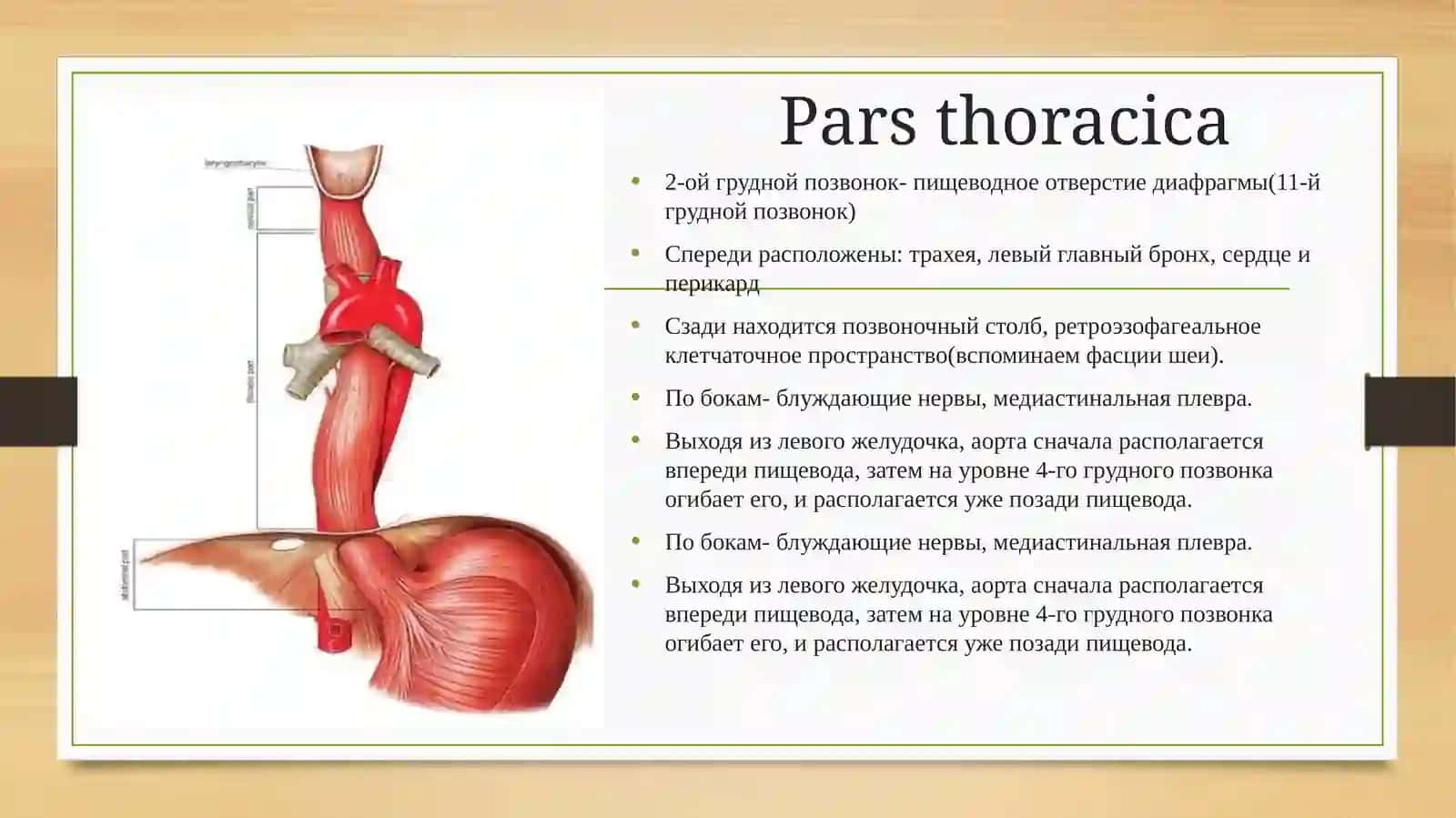 Пищевод (oesophagus) 4