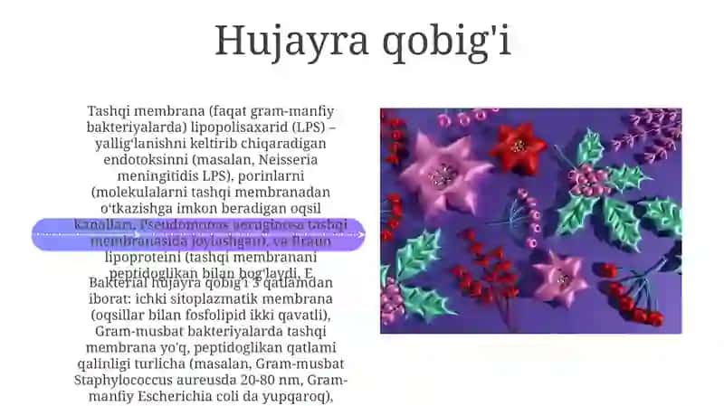 Bakteriya hujayrasining tuzilishi 4