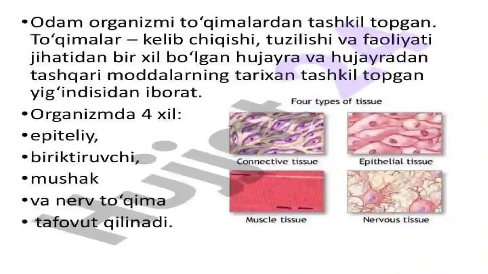 To’qimalar tuzilishi va funksiyasi 4