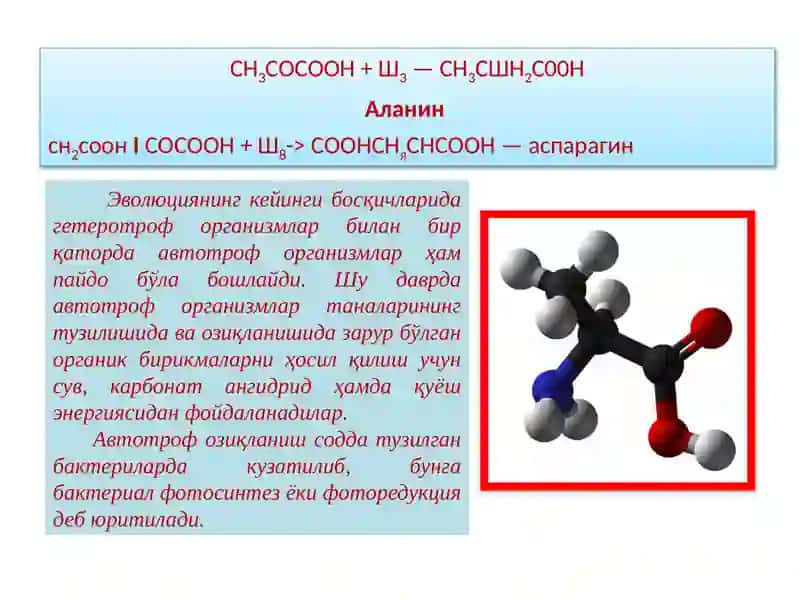 Карбонат ангидриднинг ўзлаштирилиши эволюцияси 4