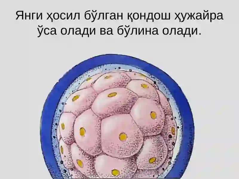 Митоз 4