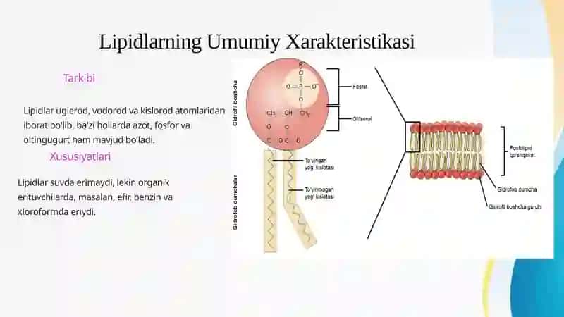Lipidlar 4