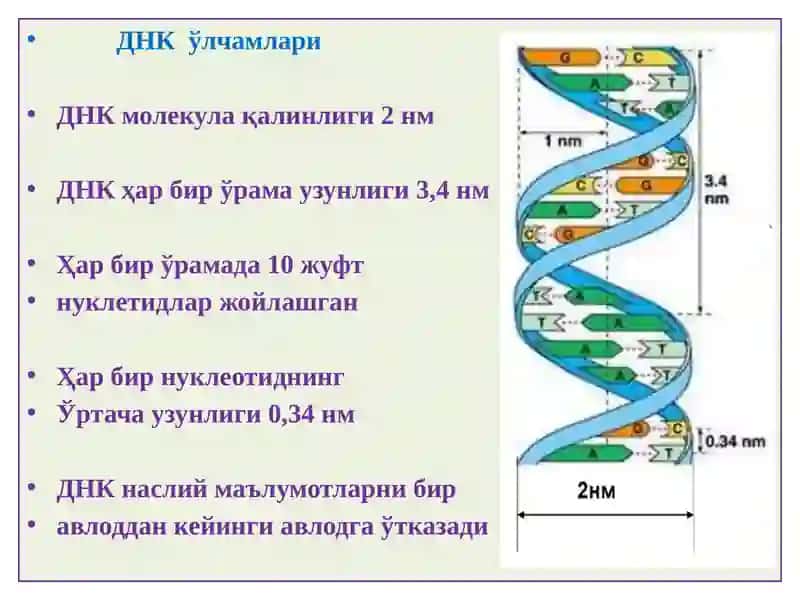 ПАТОЛОГИК АНАТОМИЯ 4