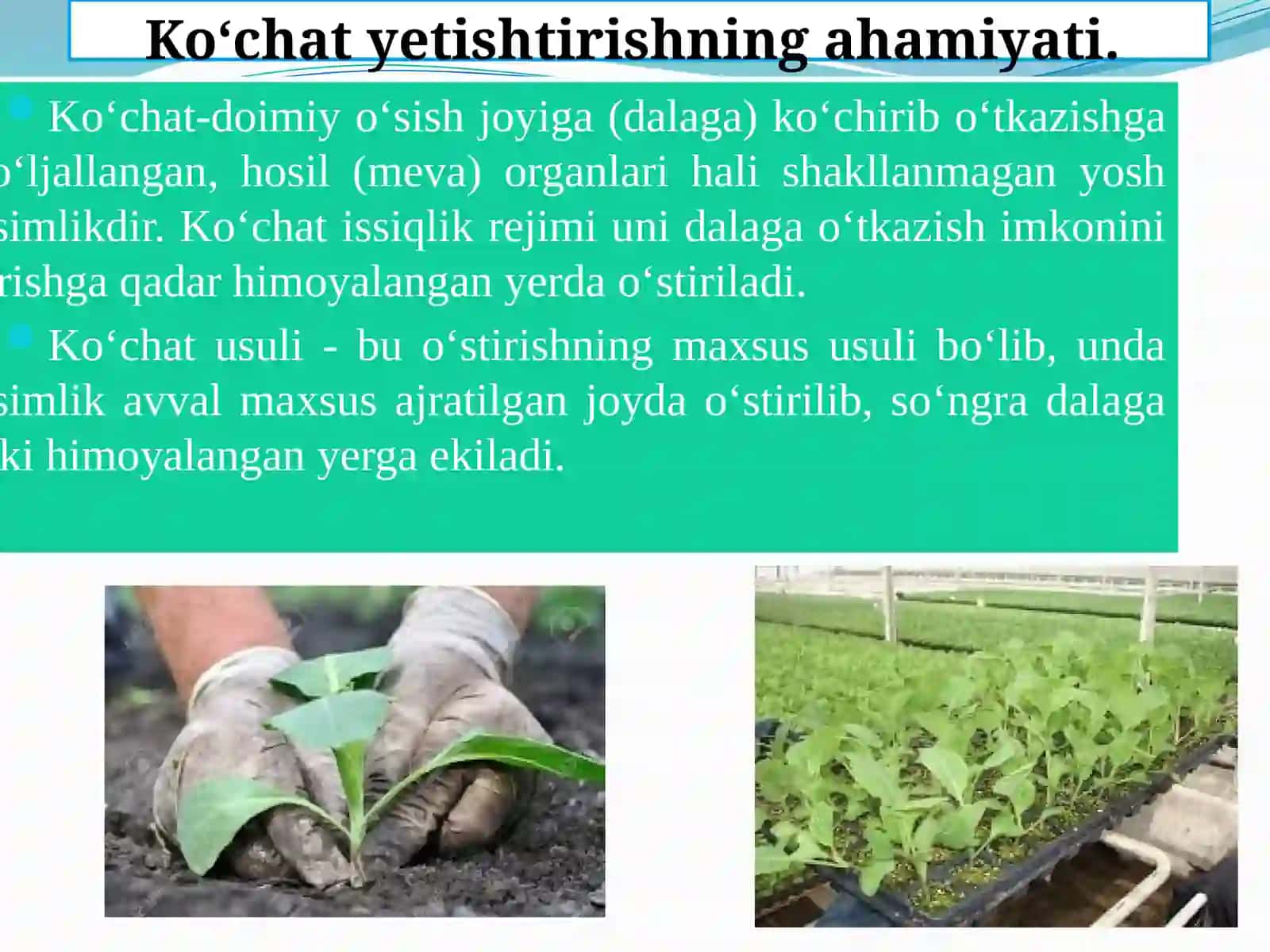 SABZAVOTEKINLARINIEKISH MUDDATLARI,USULLARI VAALMASHLAB EKISH 4