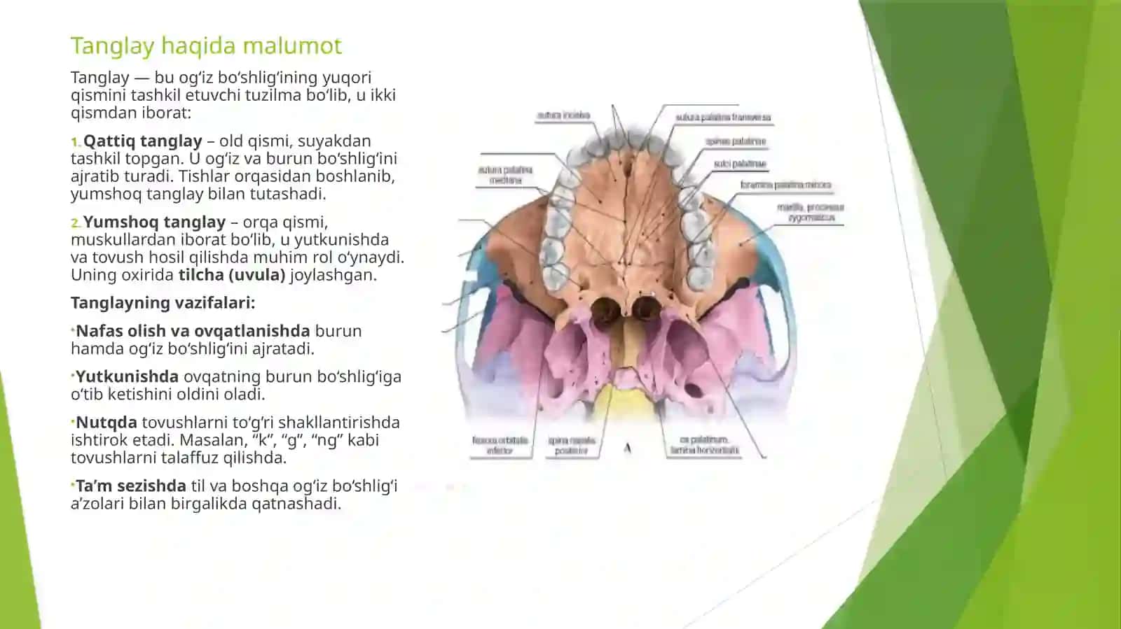 TIL TANGLAY VA MIK ANATOMIYASI 4