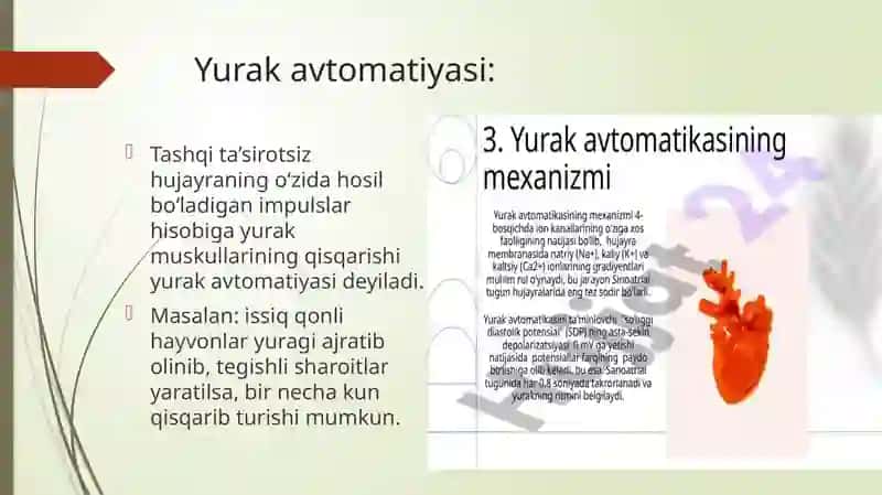 Yurak gemodinamik 4