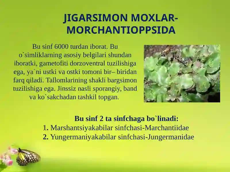 Yo`sintoifao`simliklarsinfi 4