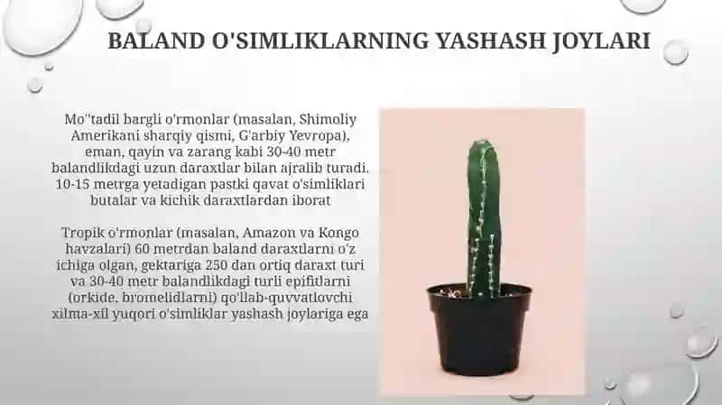 Baland o'simliklar 4