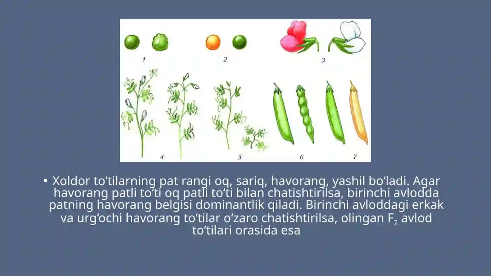 Genlarning o‘zarota’siri 4