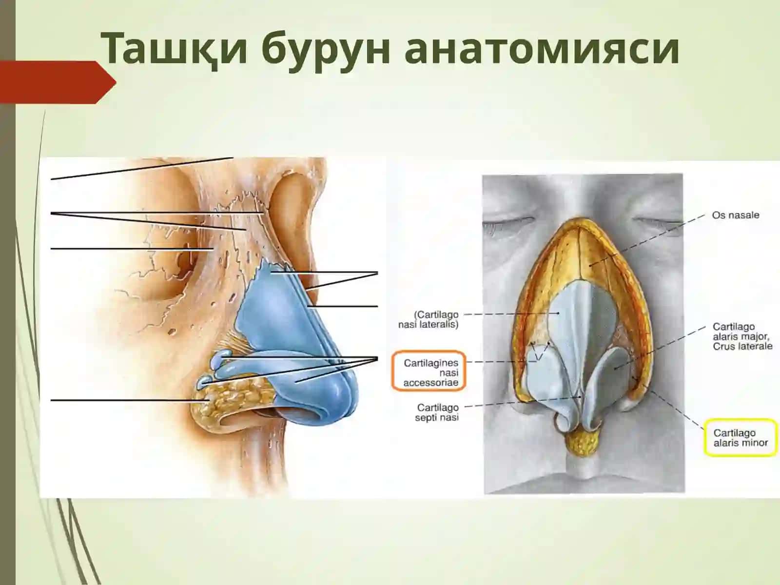 Оториноларингология фанининг ютук,лари 4