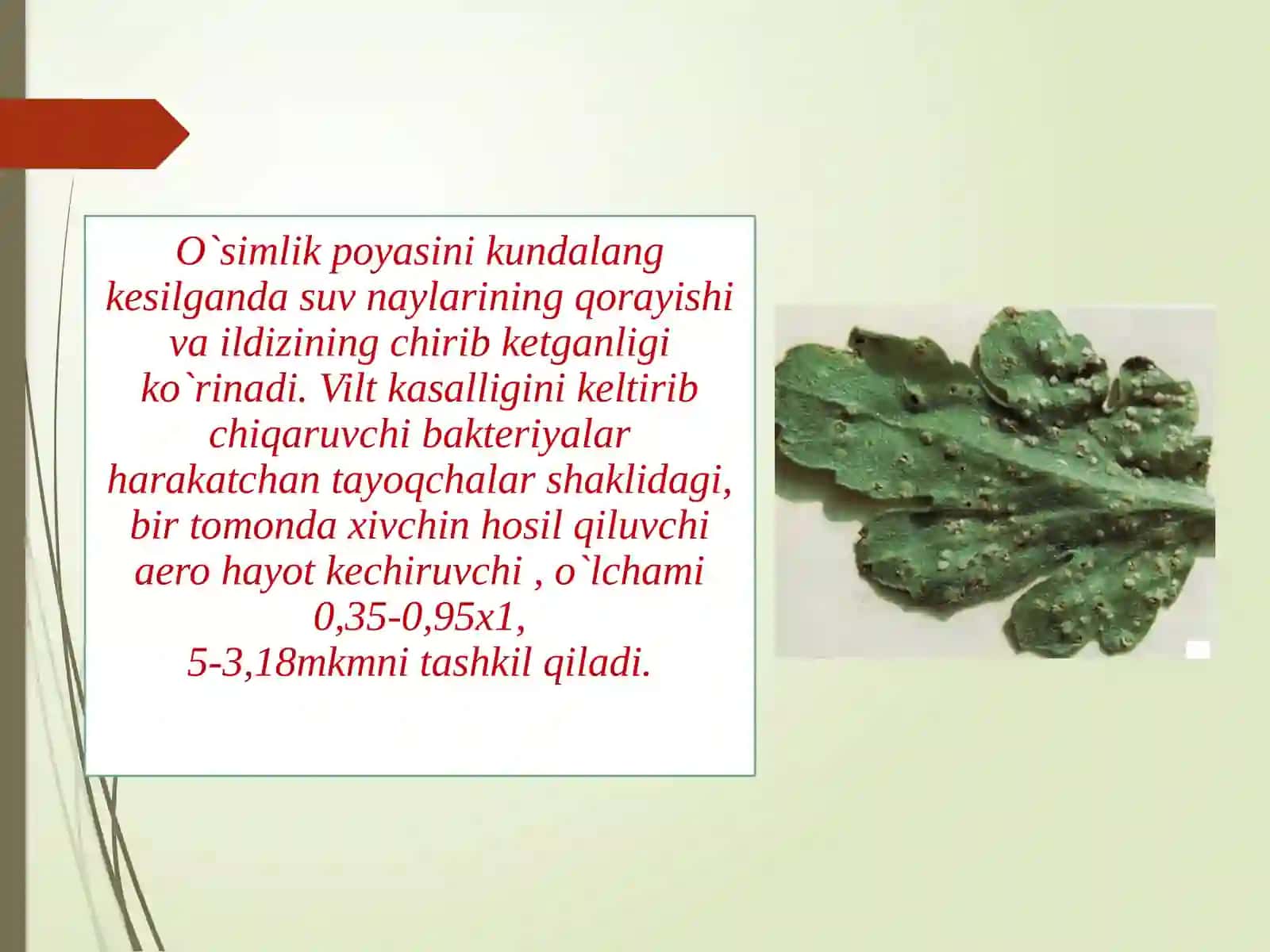 Gullarning karantin organizmlari 4