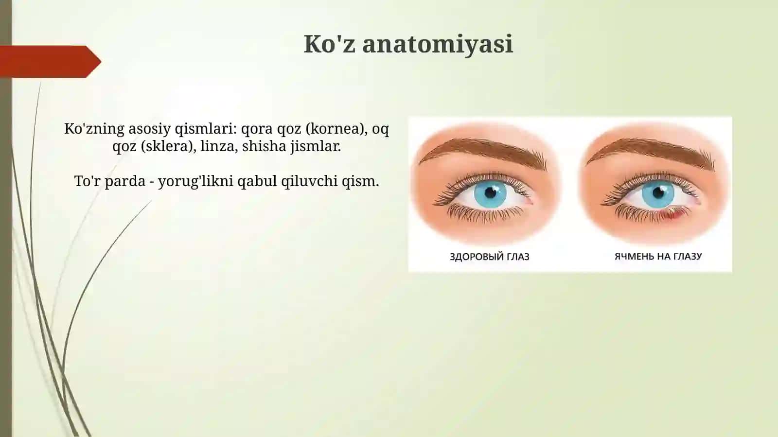 Ko'zkasalliklari 4