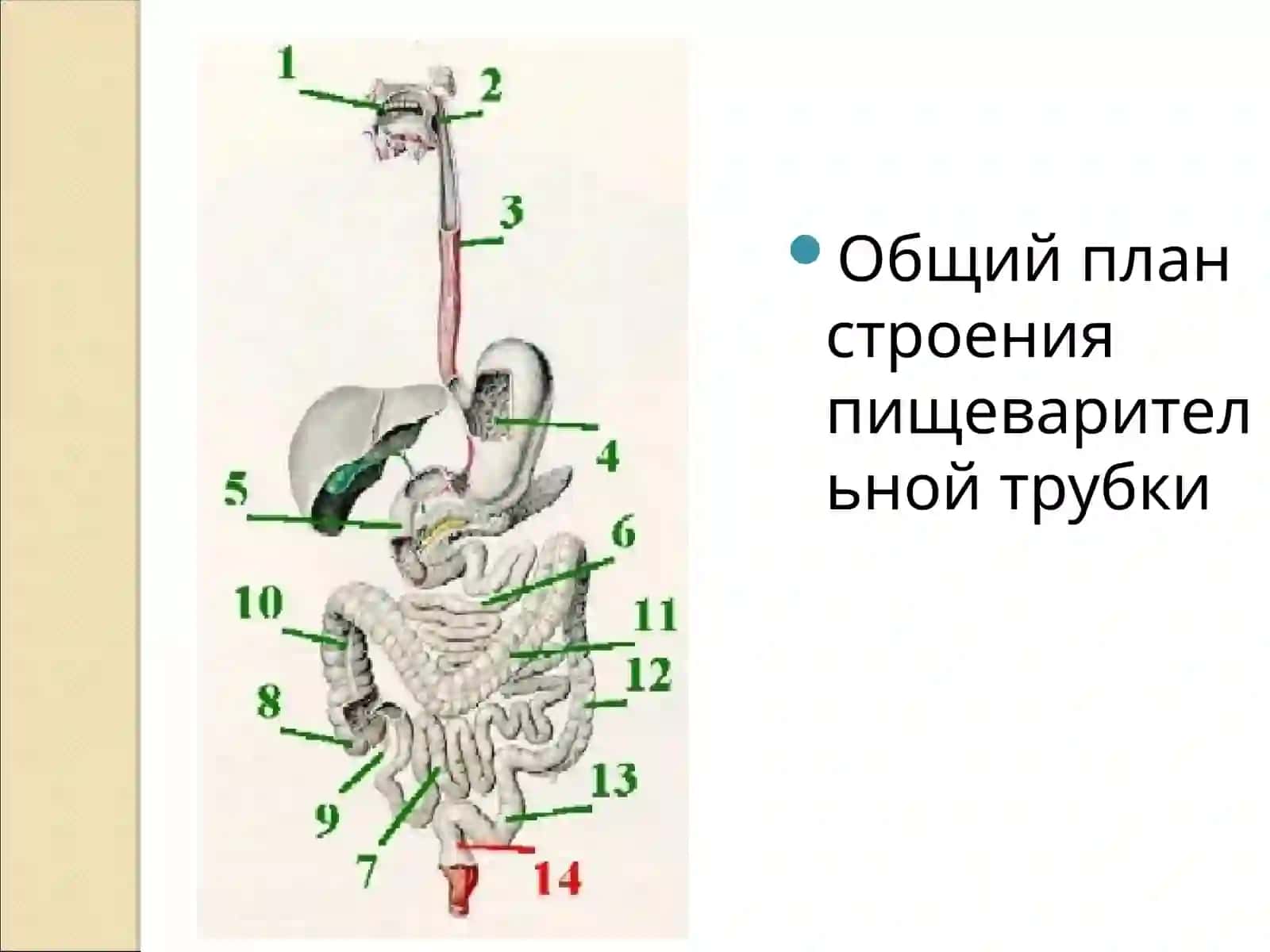 ПИЩЕВАРИТЕЛЬНАЯ СИСТЕМА 4