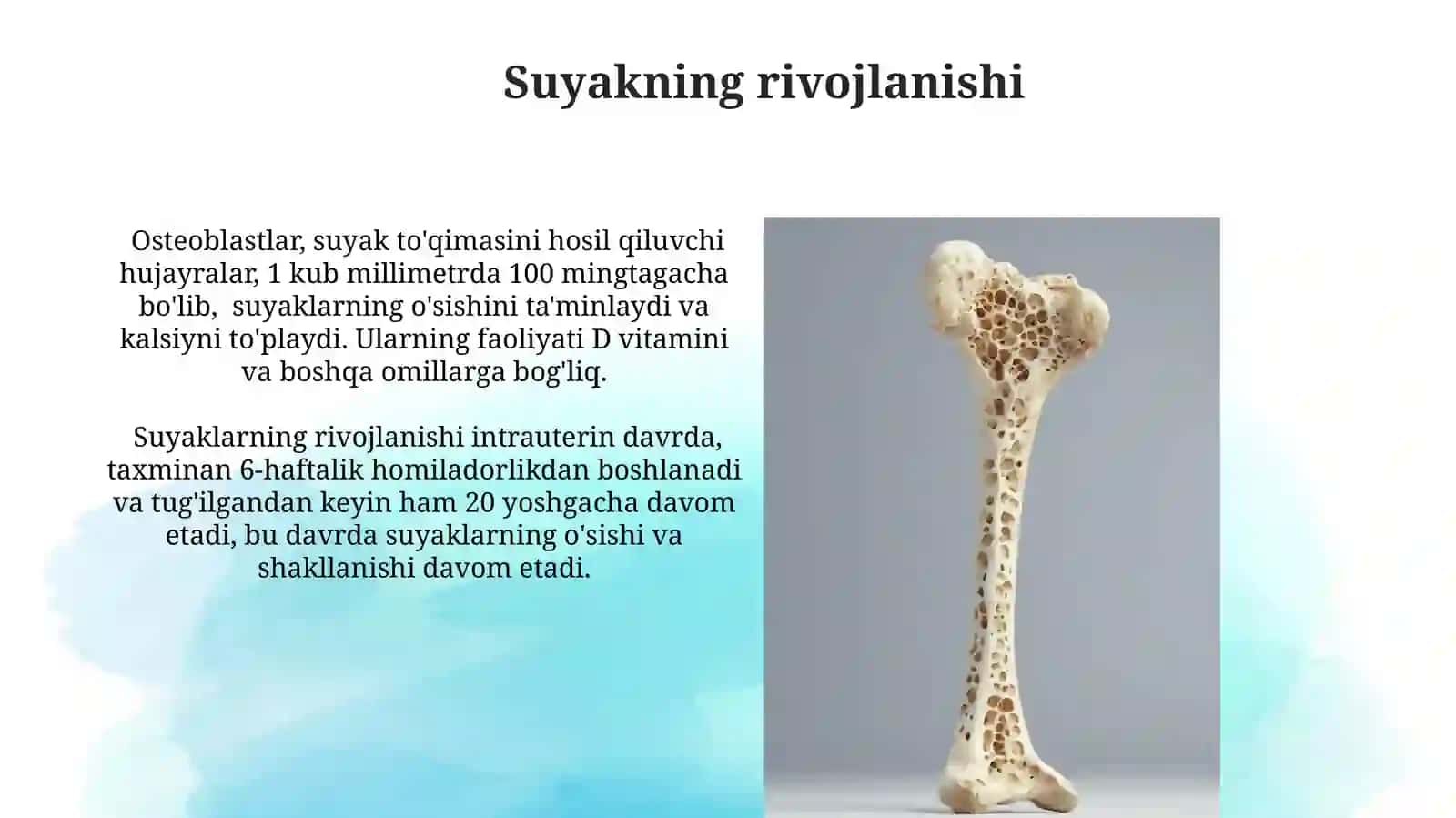 Suyaklarning tuzilishi haqida 4