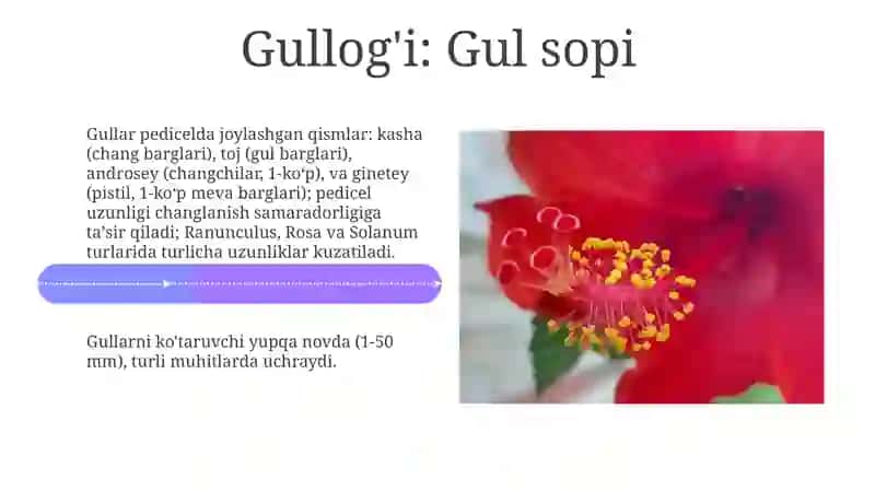 Gulorganlari 4