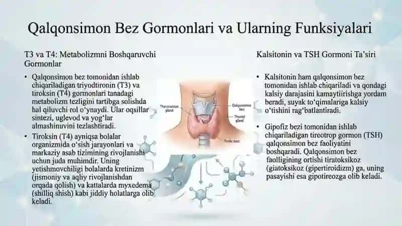 Gormonlar va ularning organizmga taʼsiri 4