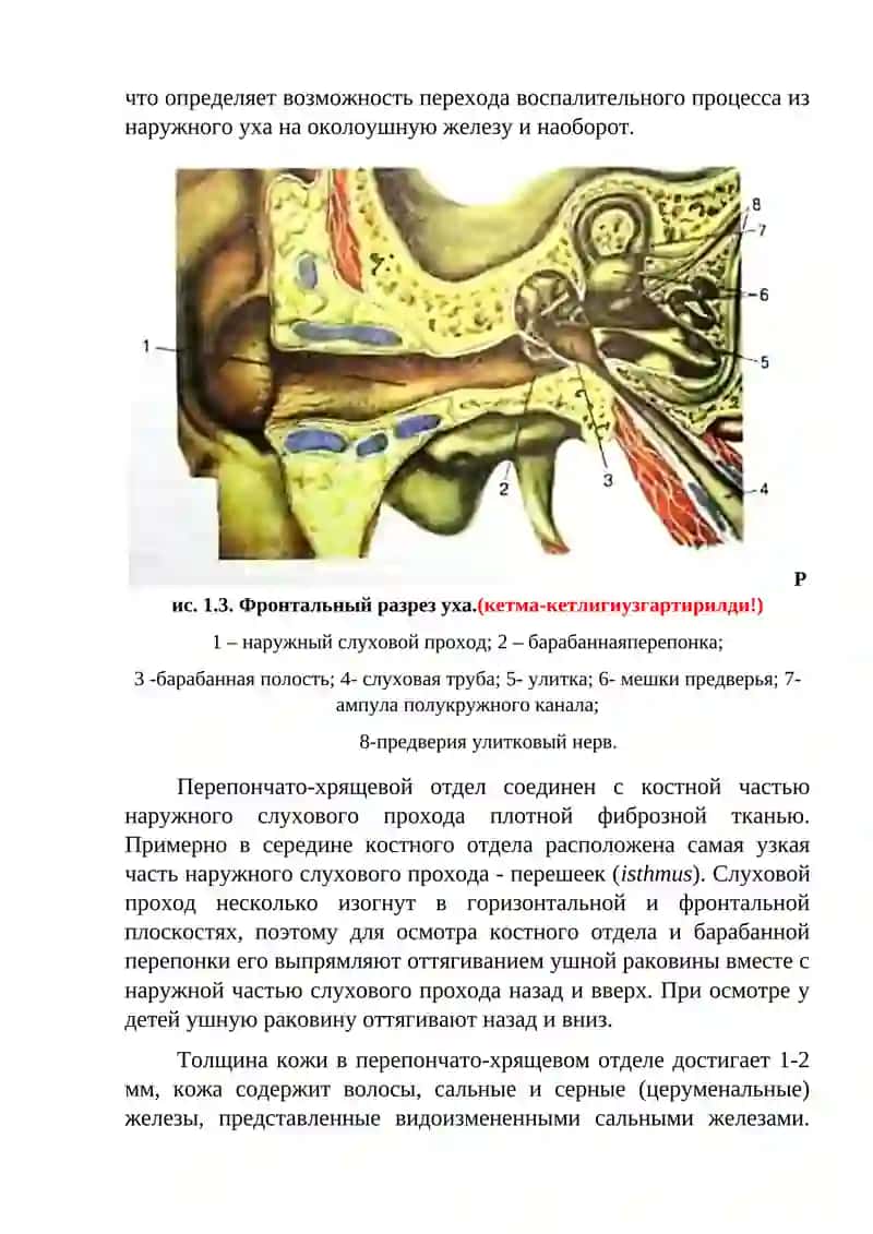 Клиническая анатомия слухового анализатора 4