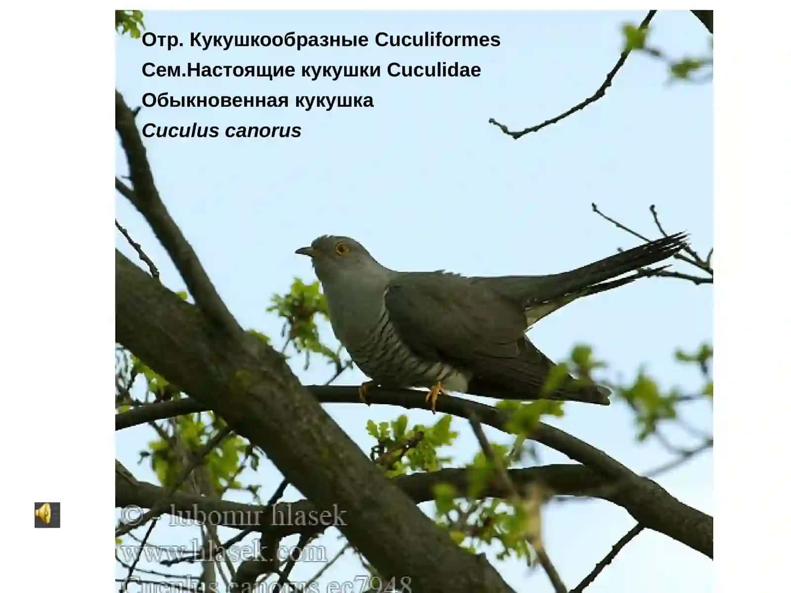 Обыкновенная горлица 4
