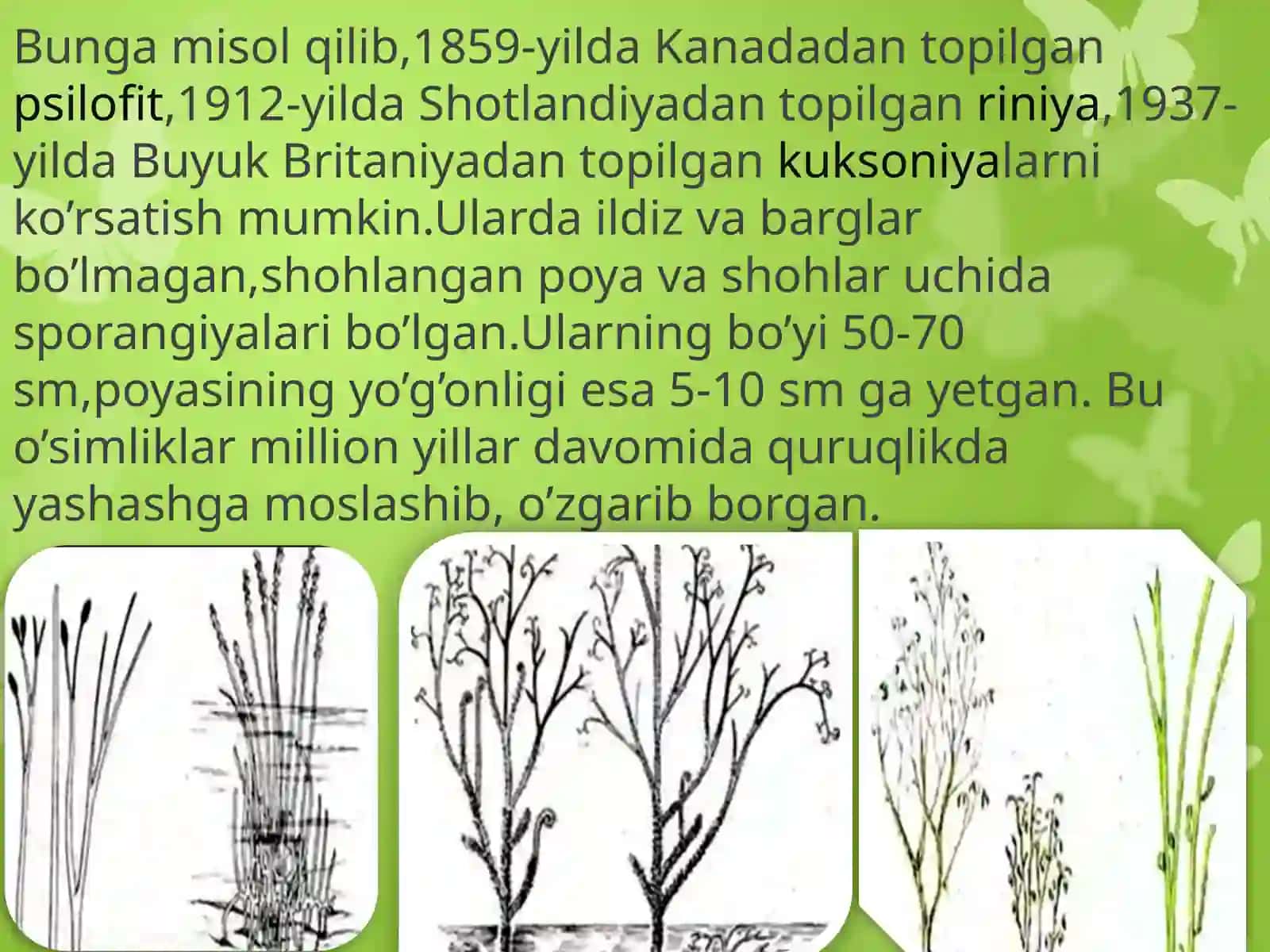 Yerda o’simliklar dunyosining rivojlanishi 4