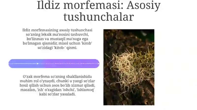Ildiz Morfologik Tuzilishi 4