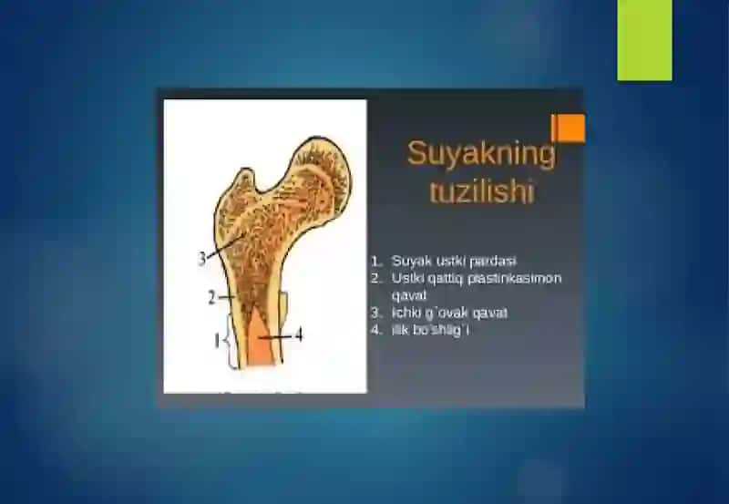 Suyaklarning tuzilishi va o’sishi 4
